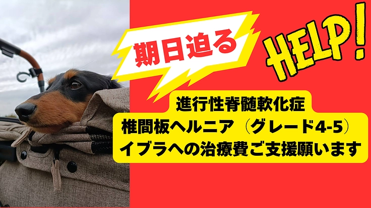 【進行性脊髄軟化症】2度大手術をしたイブラへ、治療費ご支援のお願い