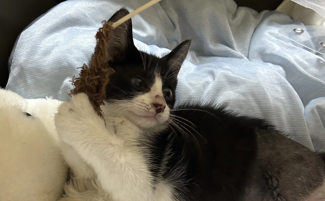 (2)感謝のメールと経過写真