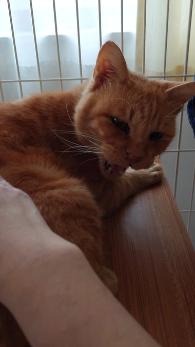 🐈ヨッちゃんの病気が発覚した日～家猫修行編～🐈