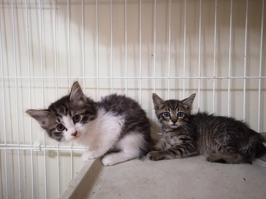 「その１」の現場の子猫を２匹保護しました。