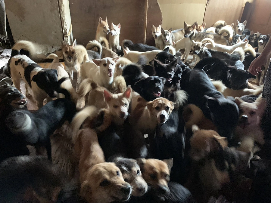 社会から多頭飼育崩壊を無くしていきたい　犬猫救済と飼い主への対応