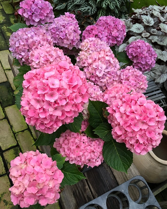  残り10日となりました！リターンのご紹介【アジサイ命名権：10万円】