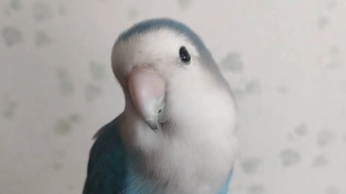 【施設と里親様を待つ鳥さん紹介　その5】