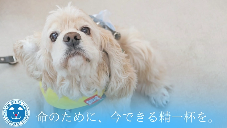 SORA小さな命を救う会｜救える命を諦めない！保護犬に適切な医療を