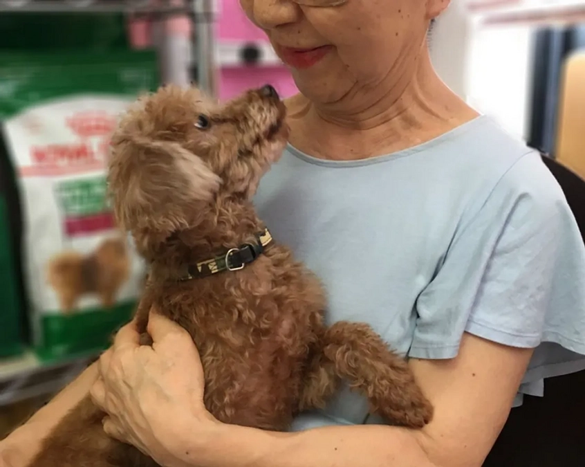 【あと6日！】特定非営利活動法人 DOG DUCAの「シニアドッグ・サポーター制度」のご紹介