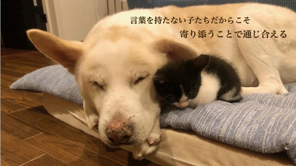 【本日最終日です】皆様からの応援を胸にこれからも進み続けるために（支援募集は23時まで）