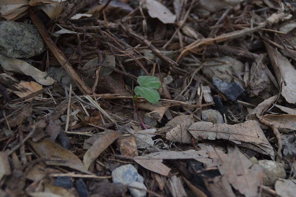 みんなの庭物語Part.5：クラウドファンディングへの想いをあらためて。