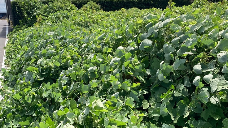 耕作放棄地を無くし隊