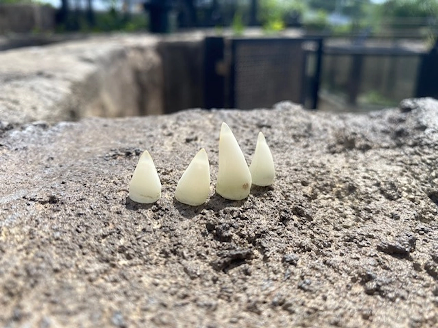 動物の口（ワニ編）