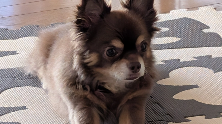 愛犬の心臓の手術が決まりました！少しだけ手助けしてもらえませんか？