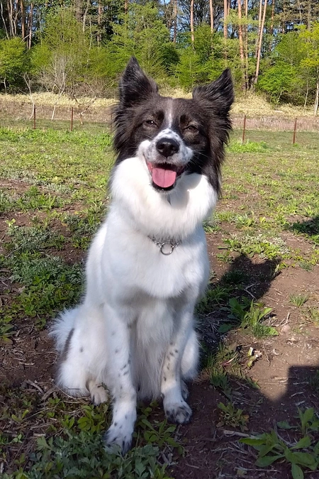 ボランティアの胸のうち　犬が導いてくれる未来