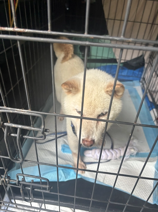 暑中お見舞い申し上げます