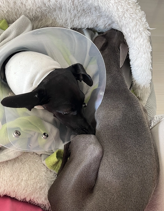 大好きなティアラ✨ラズリー✨3