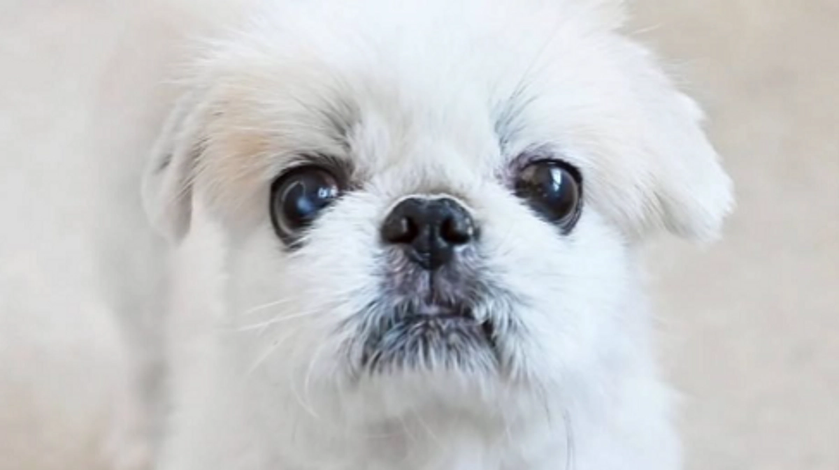 高齢の飼い主さんよりサイ君を保護し手術になりました