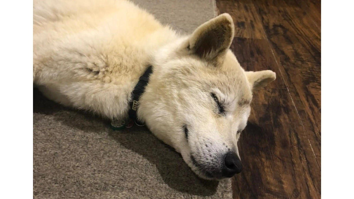 【終了まであと10日！】アリススタッフのご紹介〜シニアの預かりボランティア・岸さん