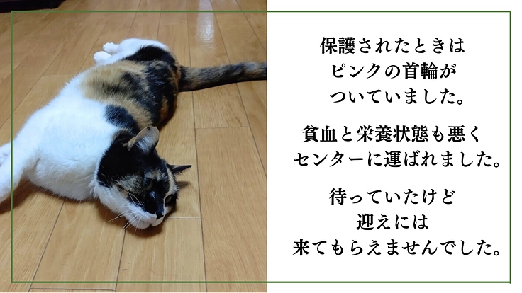「シン・猫の森プロジェクト」〜シニア猫にも専用の部屋を作りたい〜 4枚目