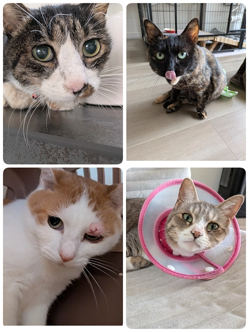 火葬のご報告・医療のご報告