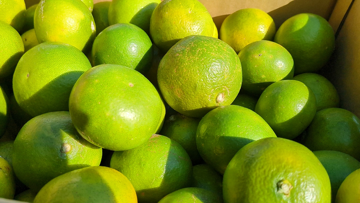 材料の紹介、いよかん！