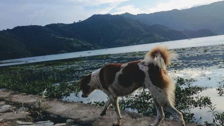 ロックダウンに負けるな！ネパールのわんこ応援プロジェクト！