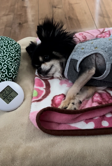 昨日のショウの様子です🐾