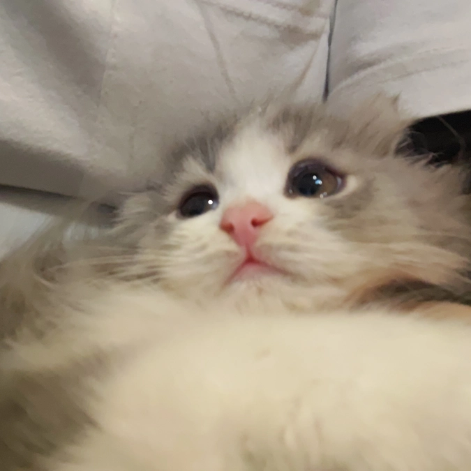 あと17日‼️おかげさまであと1%で50%‼️