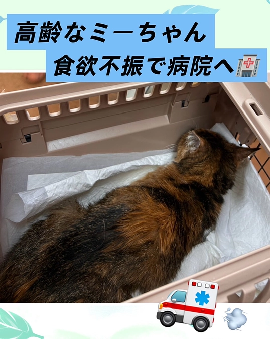 猫も人も、自然に抗うことはできず… シニアの子ほど自然の影響には敏感💦