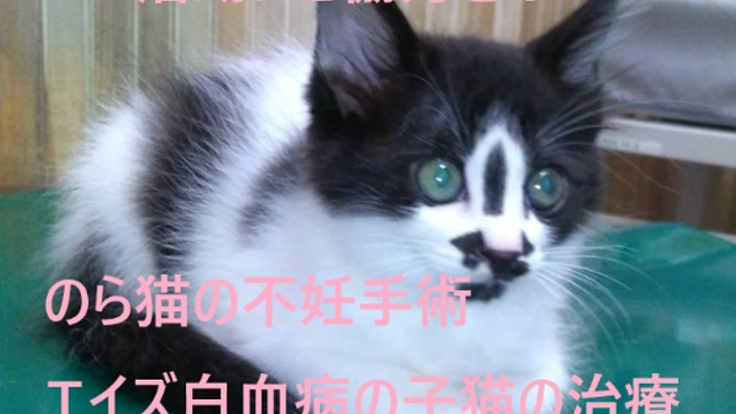 のら猫の保護活動（不妊手術）＆白血病・エイズの親子猫の治療