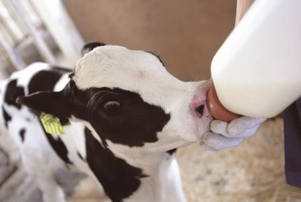 大事MANブラザース