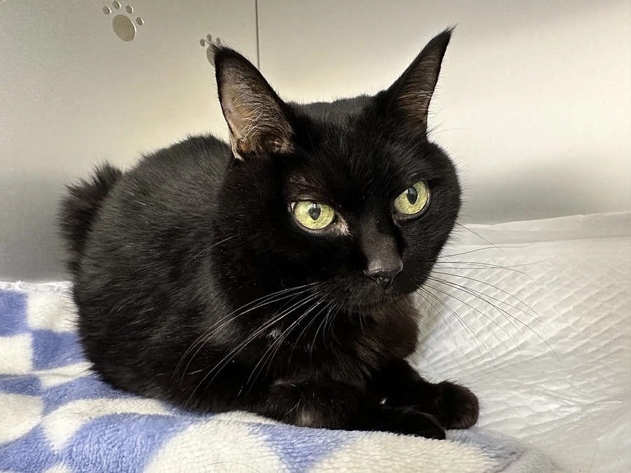 今日のちび🐈‍⬛