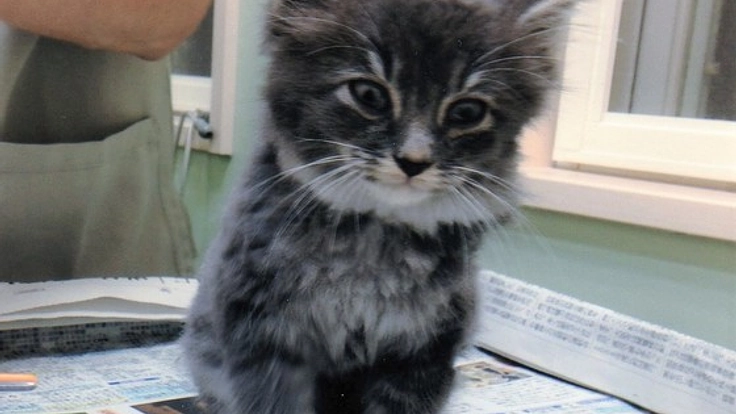 山形県みしま町内会が地域で野良猫を保護し、共存を目指します！