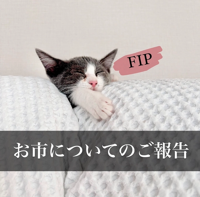 FIP発症した当時の記録