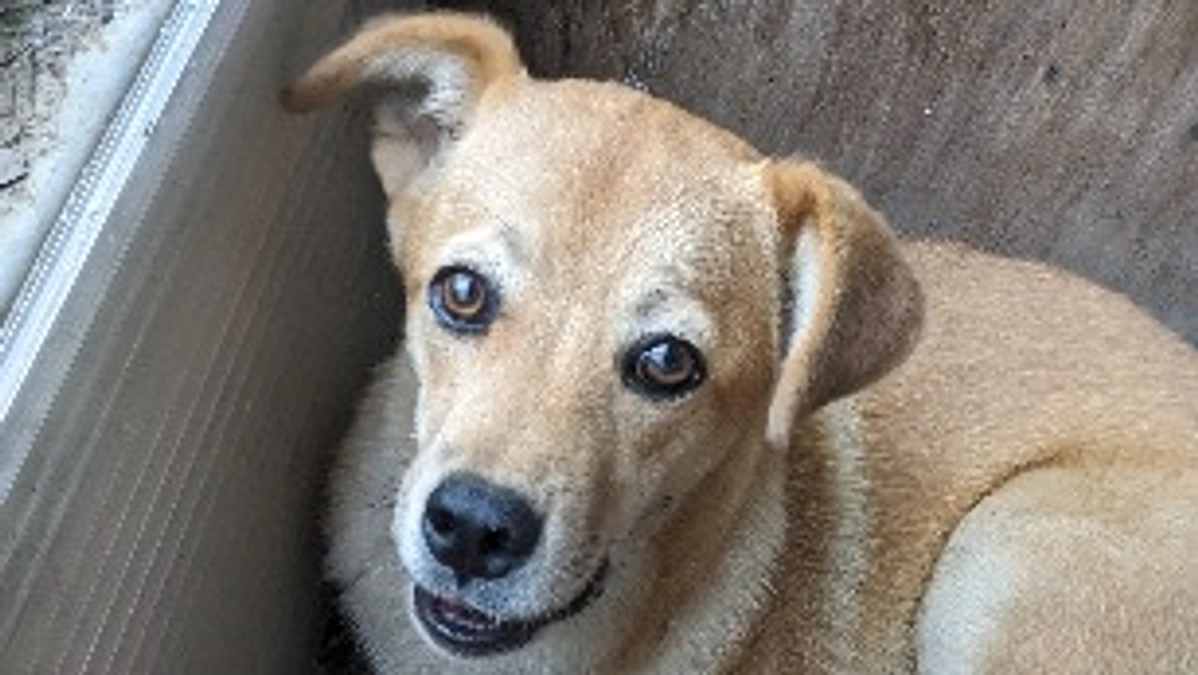 昨日引き取って頂いた犬を探しています！！！