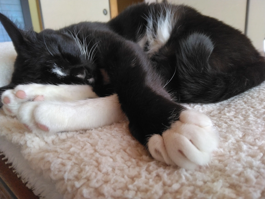 3/26はなちゃんの様子