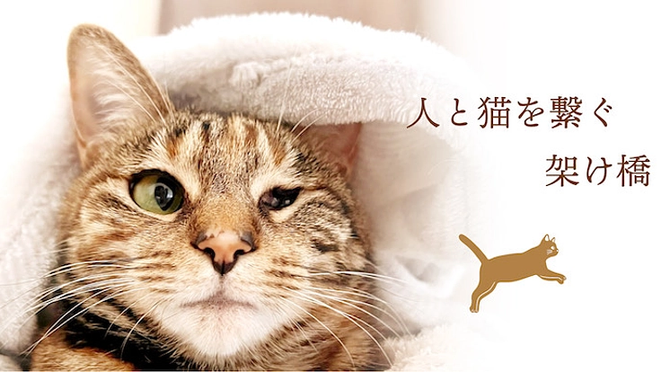 ラーメンの力で猫を助ける「保護猫ラーメンカフェ」を作ります! 4枚目