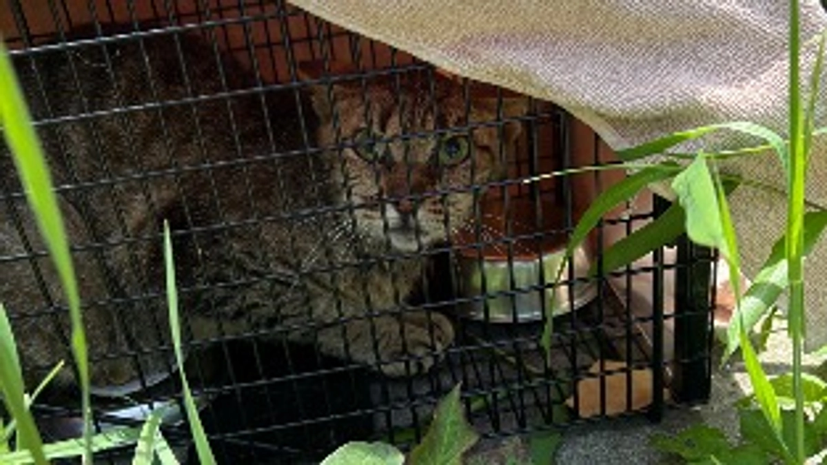 あと9日/TNR活動