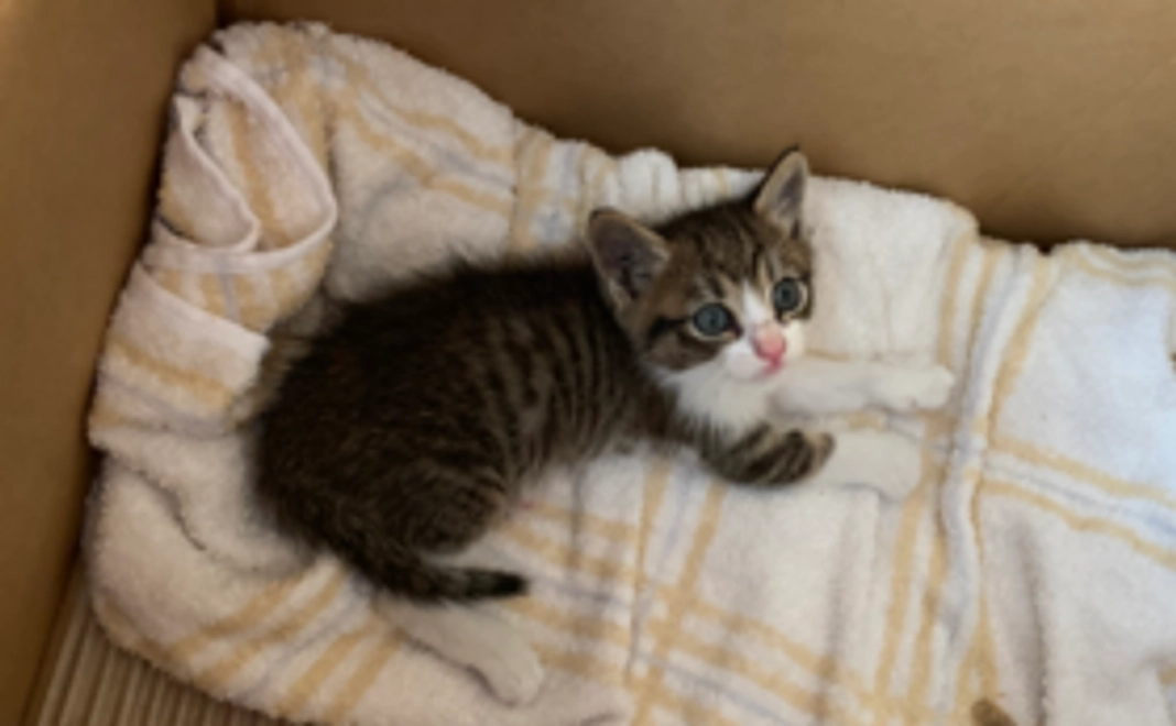 むぎちゃん頑張れ!