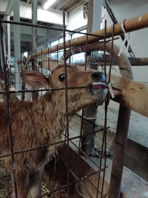 可愛い動画みつけました🐮