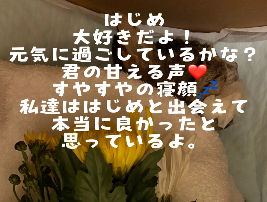 前肢粉砕骨折のＷキャリア子が天使になりました。