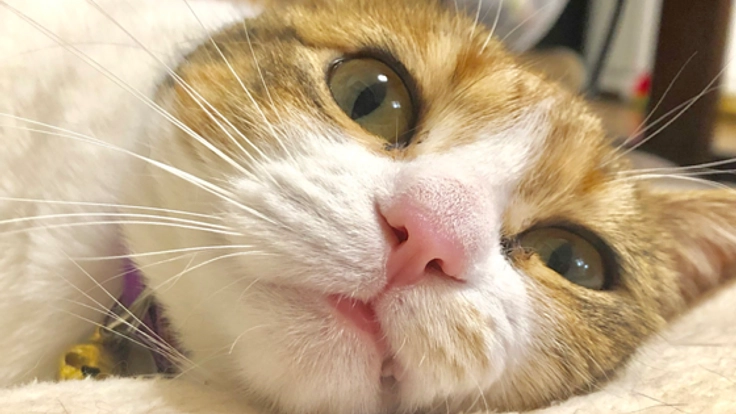 岐阜県に幸せな猫を増やす。人と猫をつなぐ、譲渡型保護猫カフェ