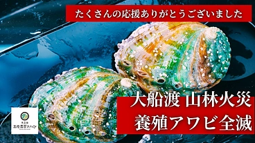 震災そして山林火災ーー大船渡養殖アワビ約250万個全滅から、復興へ のトップ画像