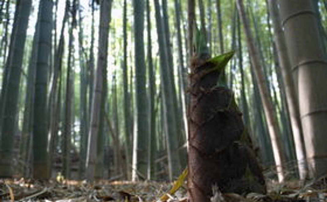 春の味覚セット！里山直送の採れたてタケノコをプレゼント