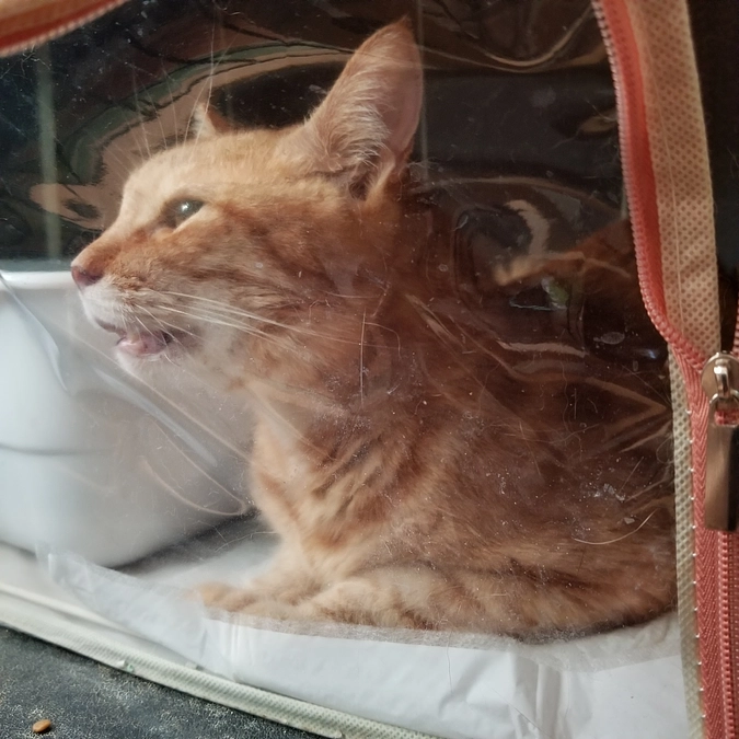 しゃー退院しました。