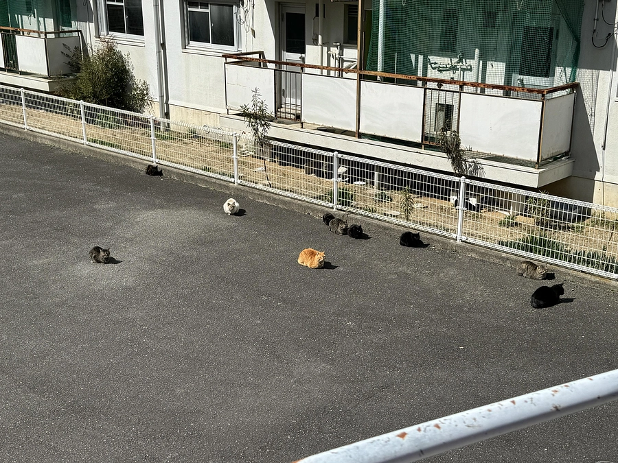 かわいそうだけでは助けられない野良猫さんのこと㉕