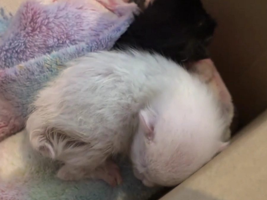 生まれたばかりの命