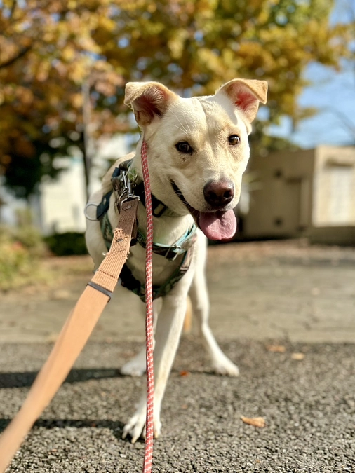 マリア応援コースの紹介