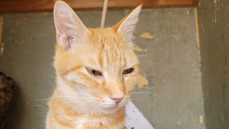 マイケルに最後に出来る御支援お願い致します