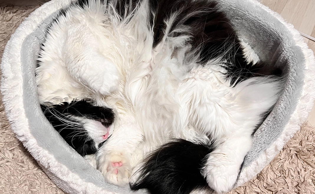 ご支援お礼のメールとししゃもの写真