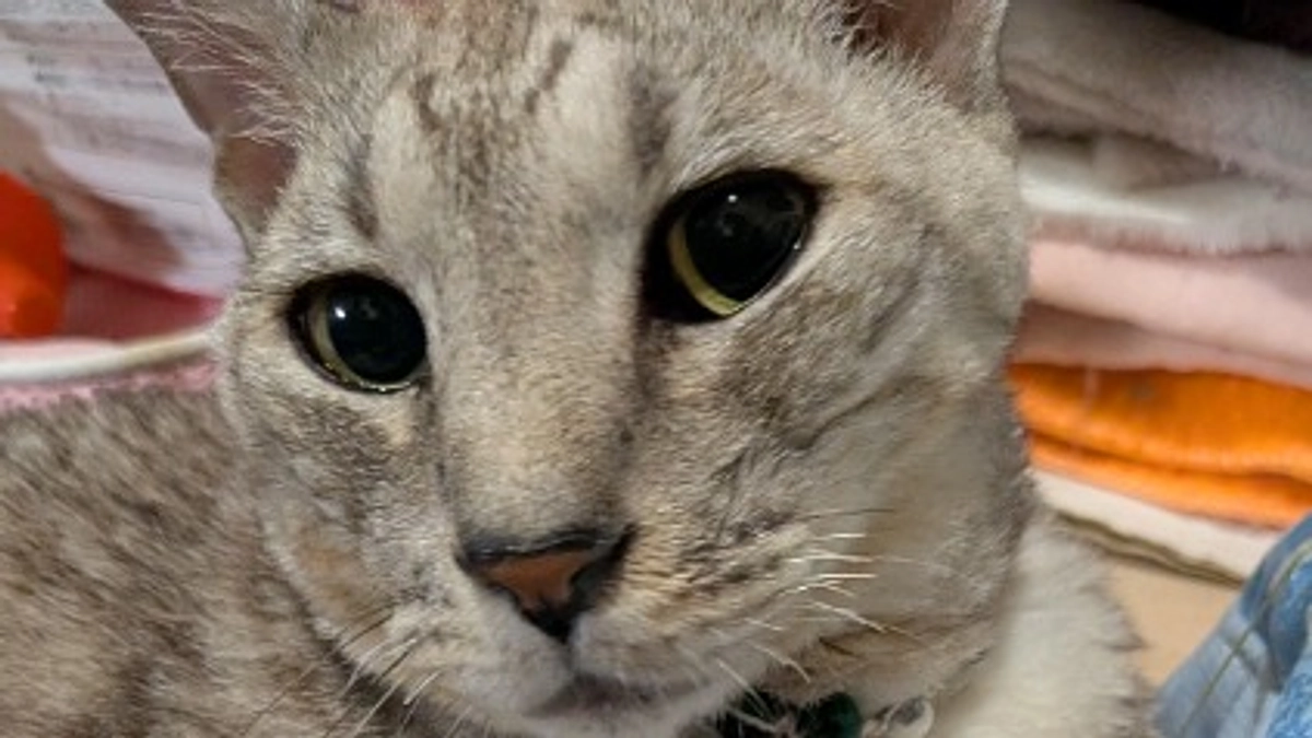 ルーチェの様子