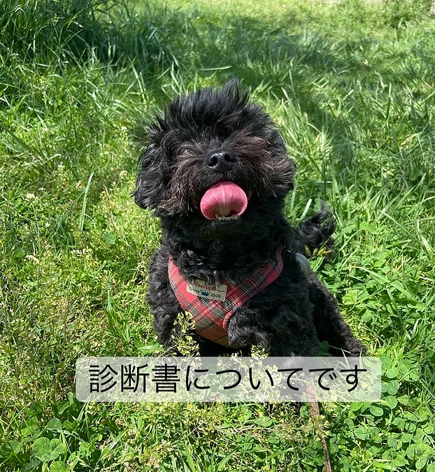 診断書について