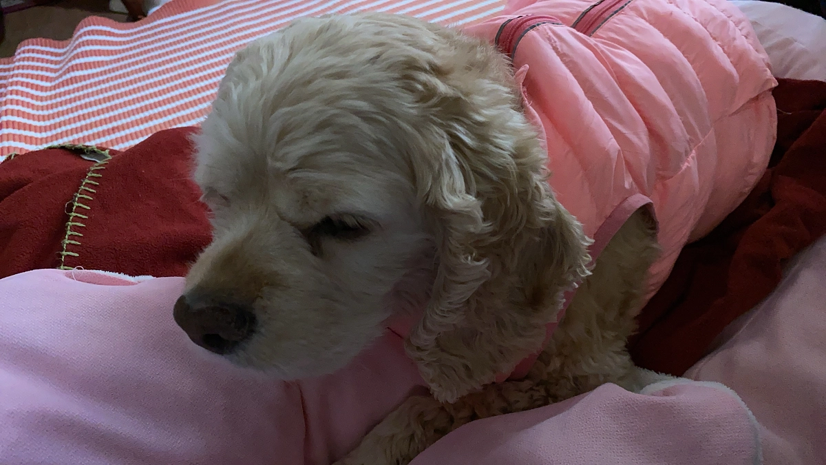 ロレンツア　リンパ腫癌　治療費ヘルプ！スタートしました